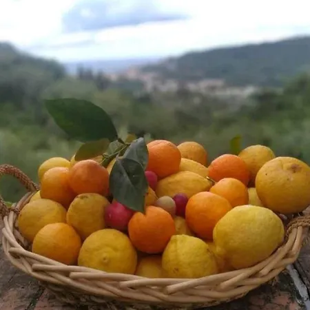 Yurta Fra Gli Ulivi E Il Mare Luxury tent