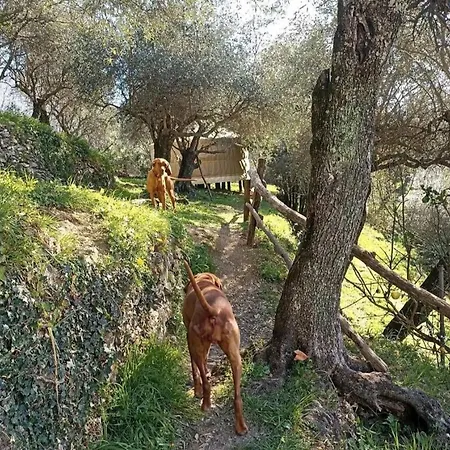 Yurta Fra Gli Ulivi E Il Mare Rapallo