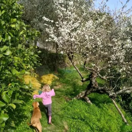 Yurta Fra Gli Ulivi E Il Mare Luxuszelt